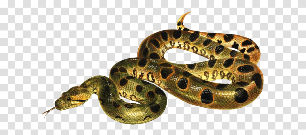 Anaconda Images Free Download Anaconda, Snake, Reptile, Animal, Lizard Transparent Png