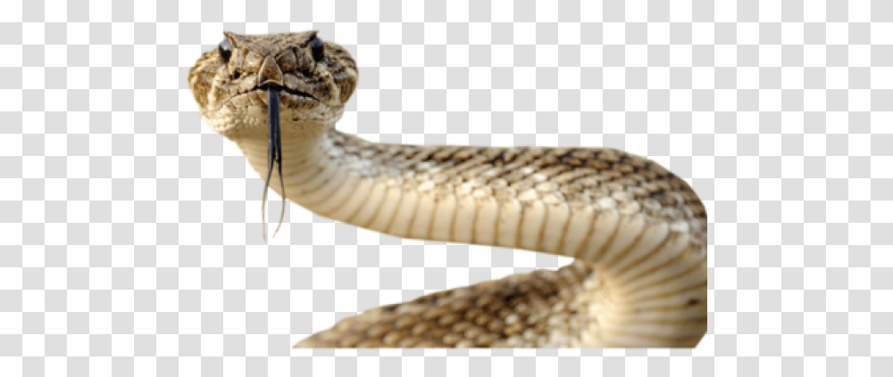 Anaconda Images Snake Head Background, Reptile, Animal, Rattlesnake, Cobra Transparent Png