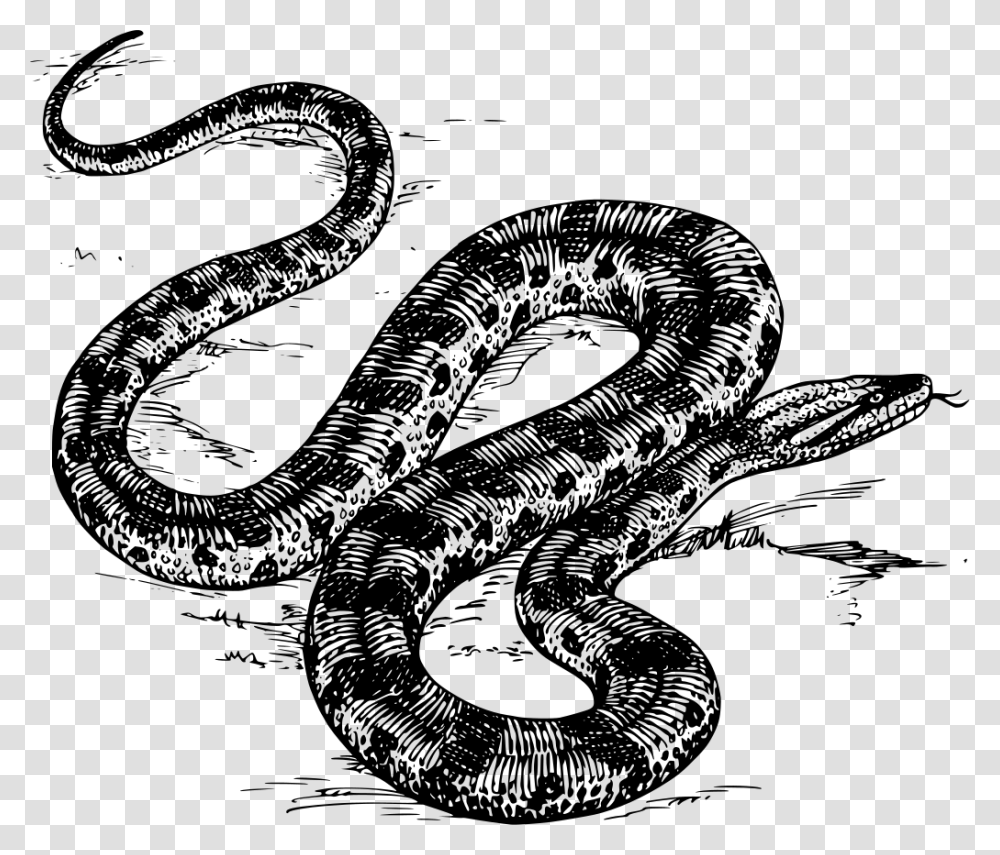 Anaconda In Black And White, Gray, World Of Warcraft Transparent Png