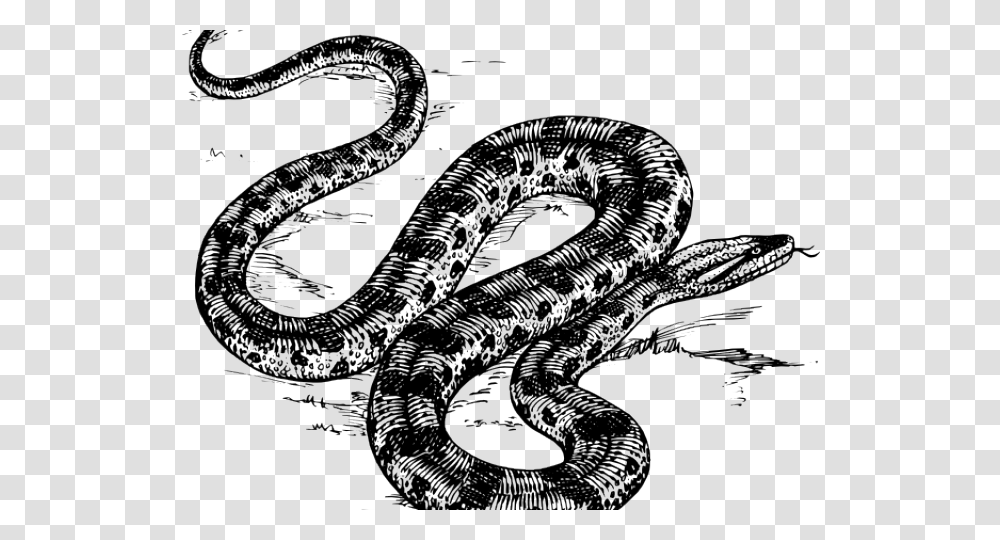 Anaconda In Black And White, Reptile, Animal, Snake, Gecko Transparent Png