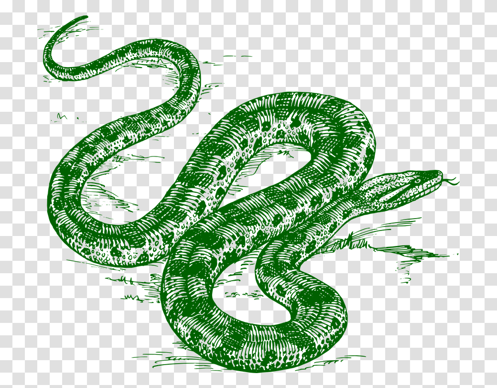 Anaconda Snake Amazon Green Anaconda Black And White, Animal, Reptile, Amphibian, Wildlife Transparent Png