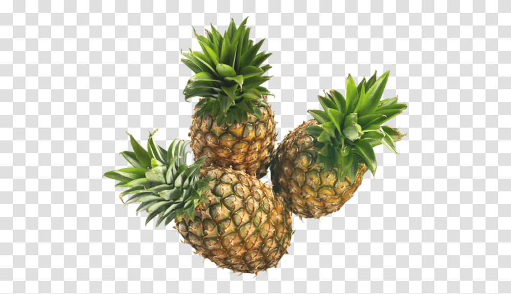 Ananas Tube Pineapple Exotic Fruit, Plant, Food Transparent Png