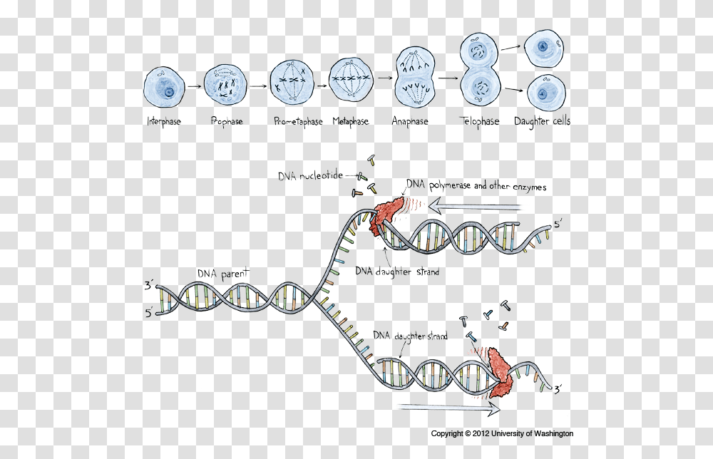 Anaphase Clipart Changes In Dna, Plot, Diagram, Flyer, Poster Transparent Png