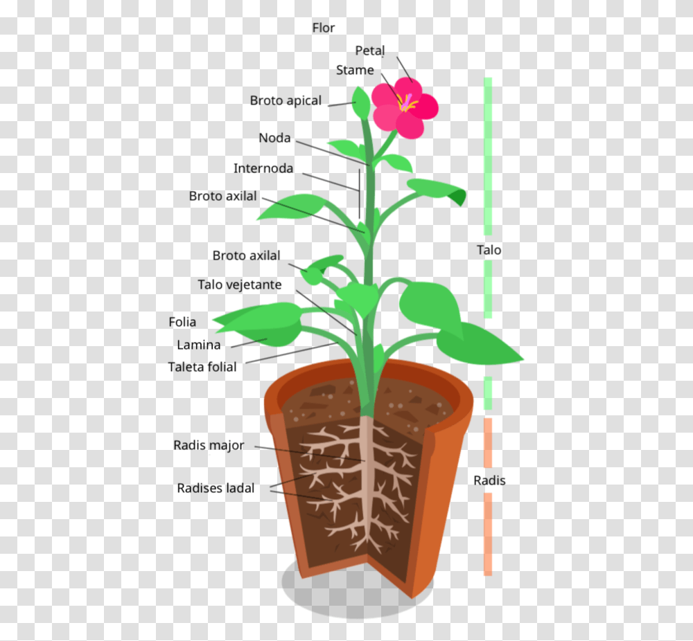Anatomia De Un Planta Plant System, Food, Green Transparent Png