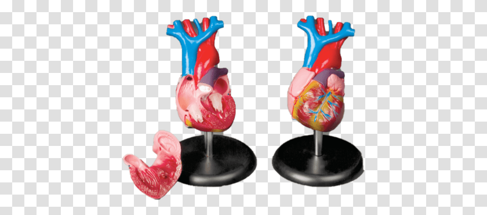 Anatomical Chart Company Model Budget Life Size Heart Figurine, Food, Cream, Dessert, Sweets Transparent Png