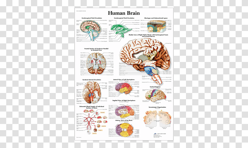 Anatomical Chart Human Brain Human Brain Anatomy Poster, Menu, Label, Page Transparent Png