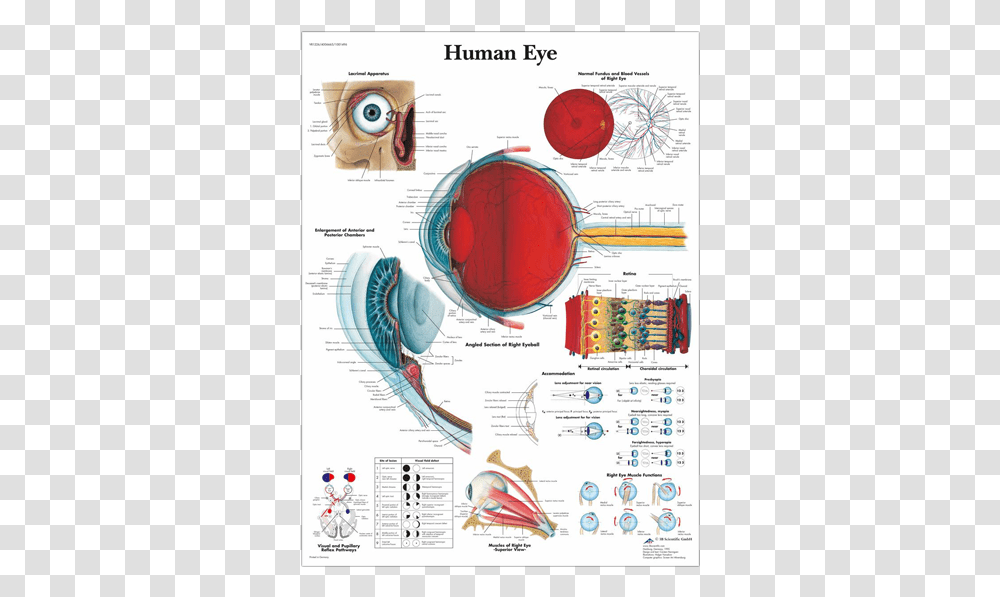Anatomical Chart Human Eye Anatomy Of Eye Poster, Vegetation, Plant, Sunglasses, Diagram Transparent Png