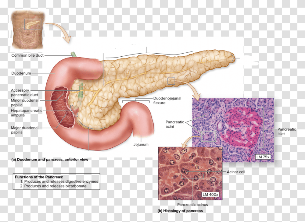 Anatomical Features Of The Pancreas, Purse, Handbag, Accessories, Accessory Transparent Png