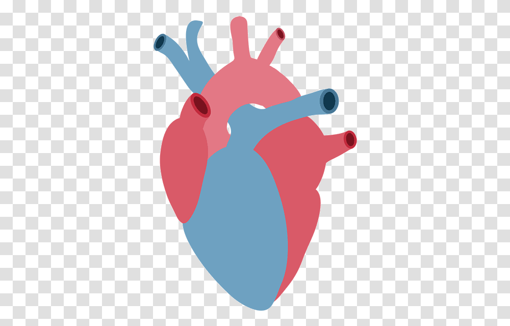 Anatomical Heart Cardiology Anatomical Heart Clipart, Balloon, Bird, Animal, Smoke Transparent Png