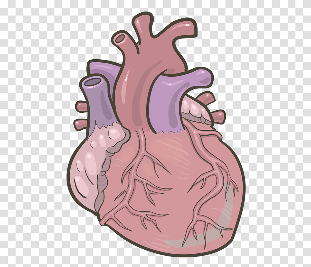 Anatomical Heart Clipart Illustration, Teeth, Mouth, Animal, Hand Transparent Png