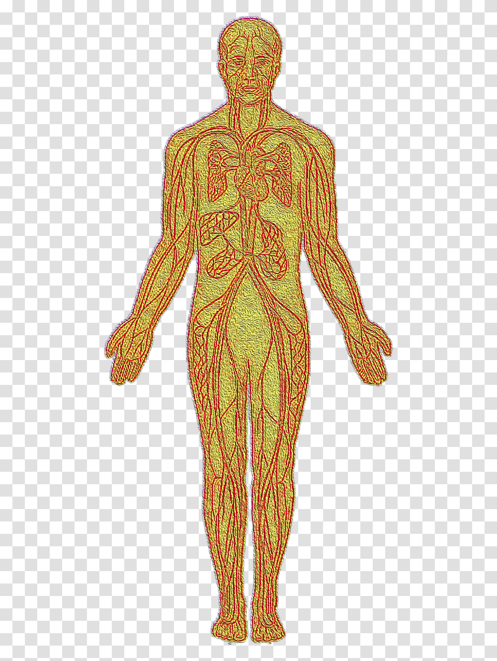 Anatomical Heart, Apparel, Person, Diagram Transparent Png