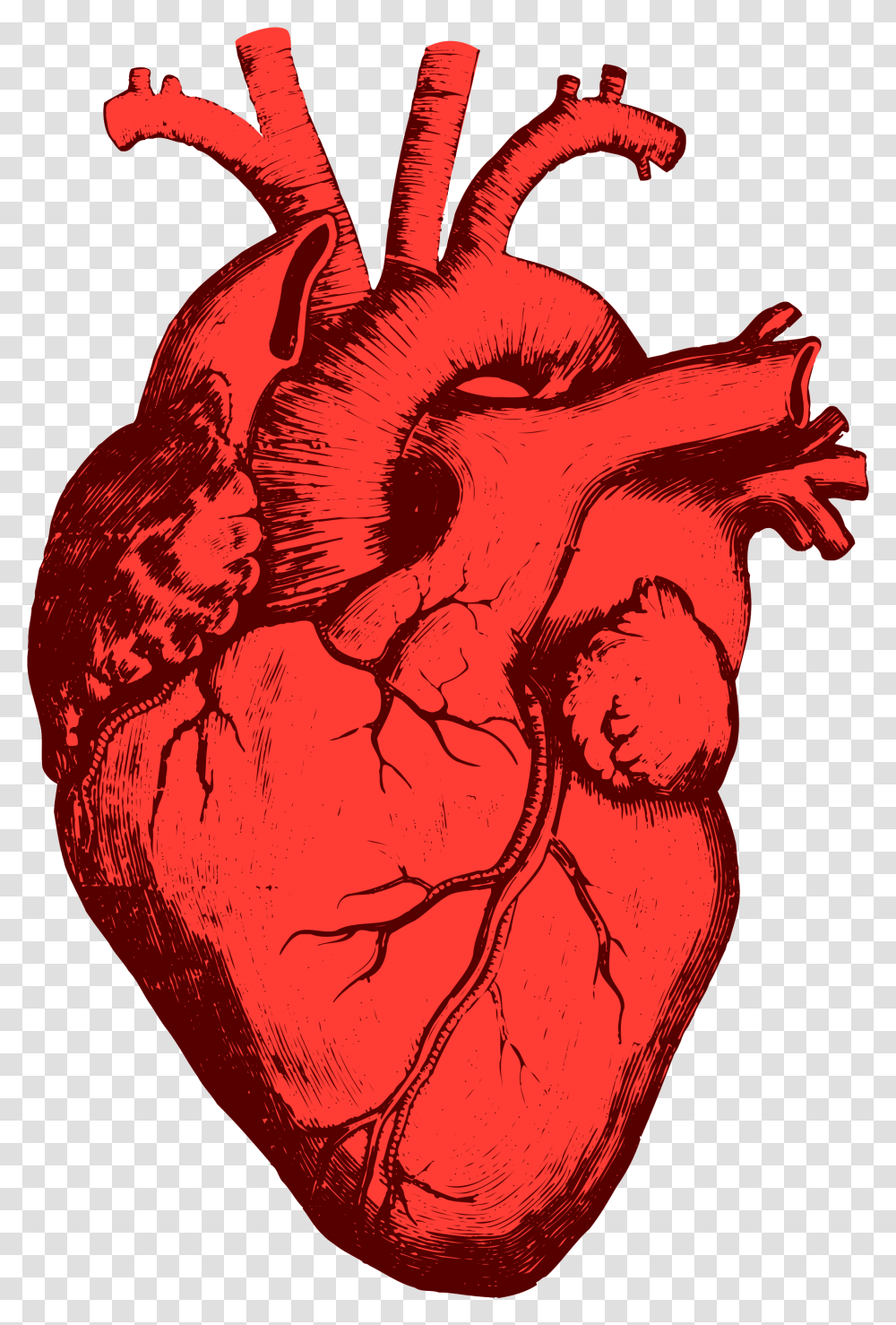 Anatomical Heart Heart Organ, Hand, Fist, Plant, Flower Transparent Png