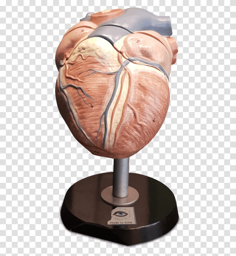 Anatomical Heart Vintage East German Anatomical Heart Carving, Head, Jaw, Skin, Wood Transparent Png