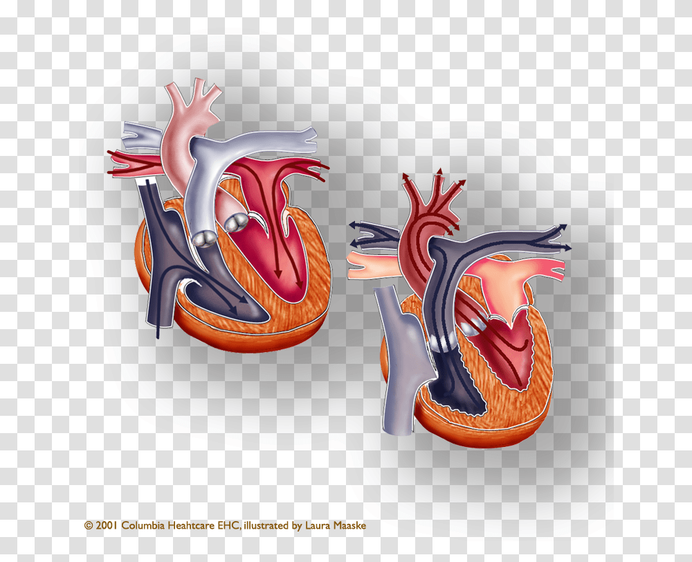 Anatomical Illustration Atria And Venricles Of The Heart Systole And Diastole, Dragon, Text, Leisure Activities, Costume Transparent Png