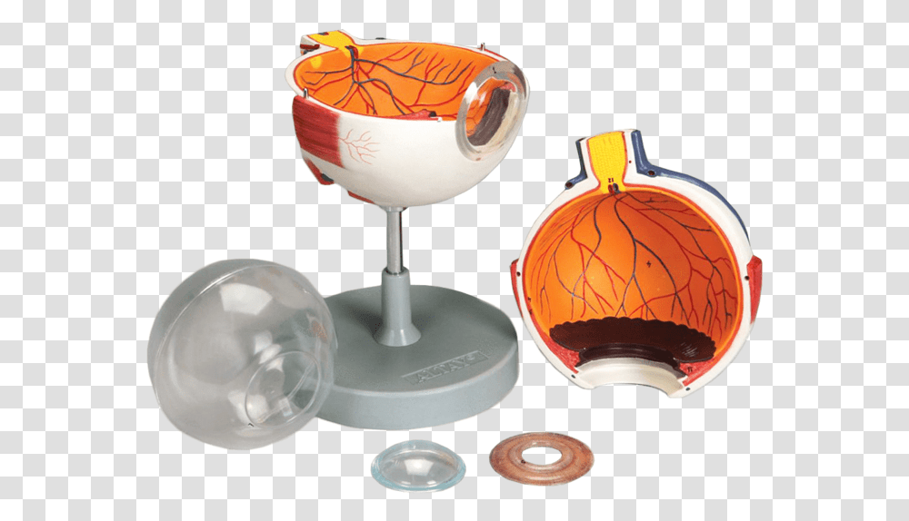 Anatomical Model Human Eye 6 Parts Snifter, Glass, Lamp, Lighting, Goblet Transparent Png