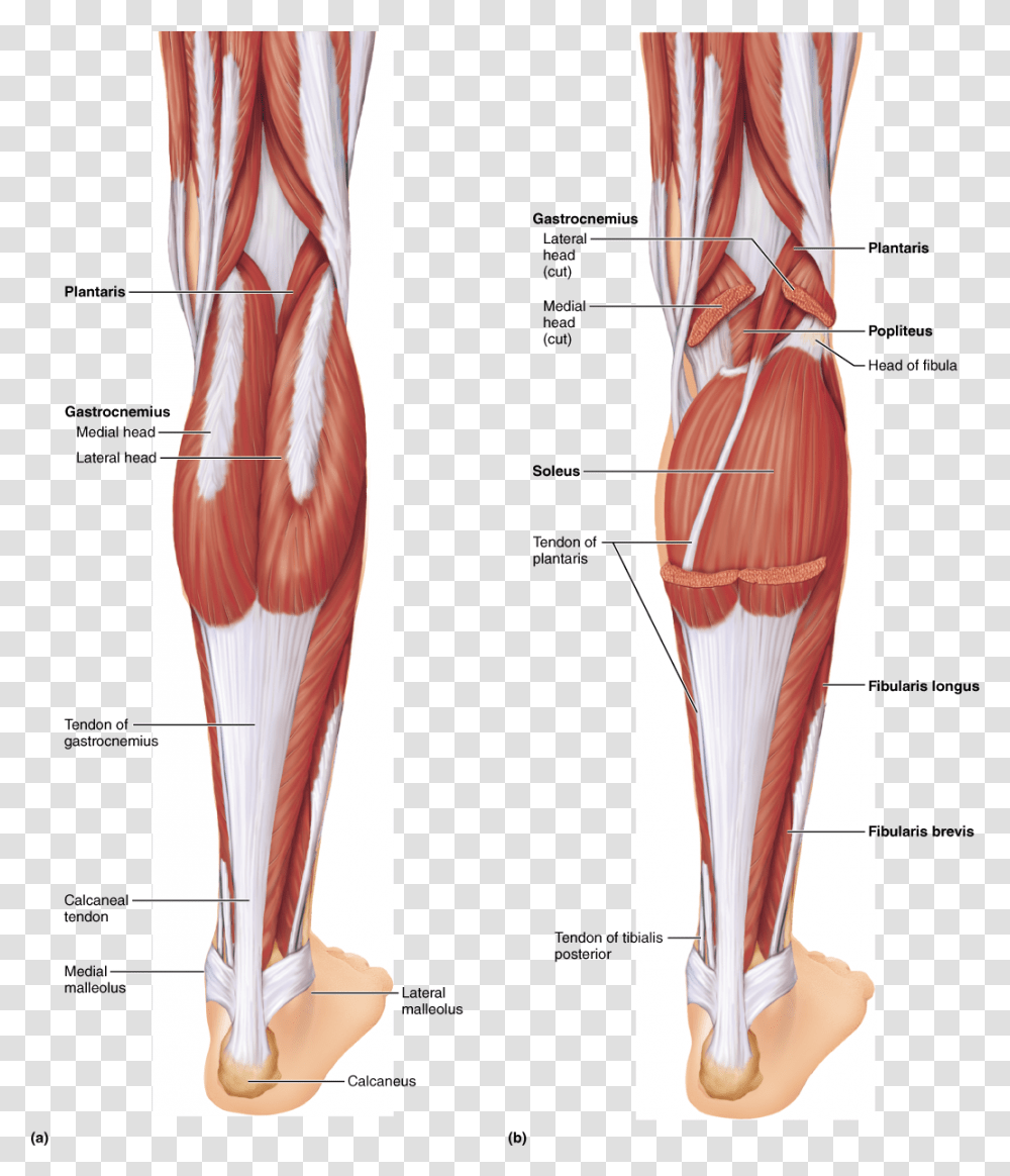 Anatomical Muscle Stretching Label The Muscles Of The Posterior Right Leg, Plot, Veins, Diagram, Torso Transparent Png