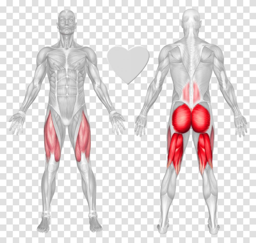 Anatomical Muscle Stretching, Person, Human, Skeleton, Torso Transparent Png