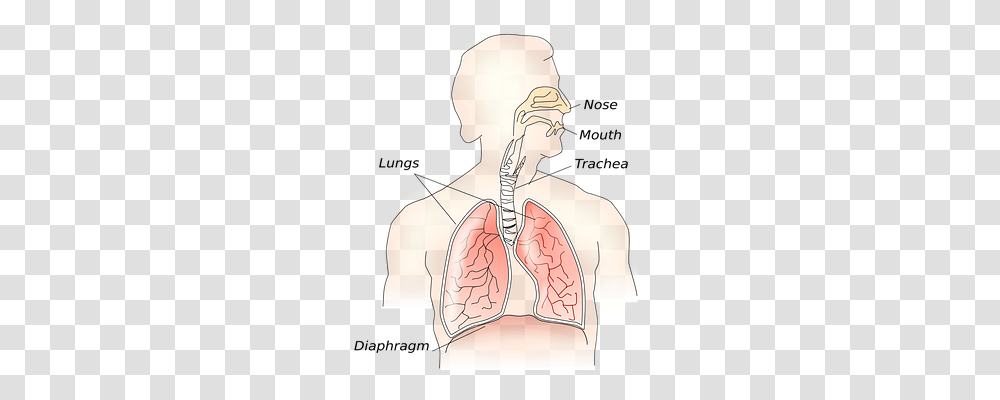 Anatomy Technology, Shoulder, Neck, Person Transparent Png