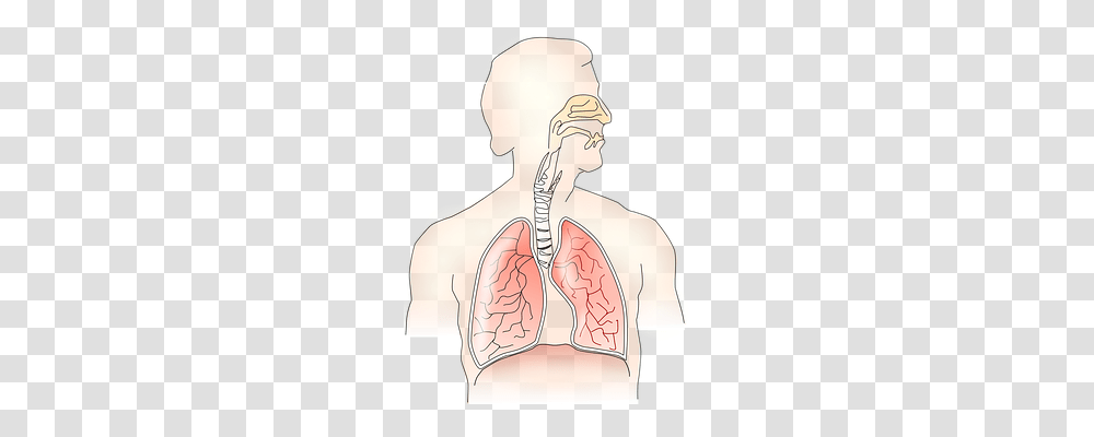 Anatomy Skin, Person, Human, Neck Transparent Png
