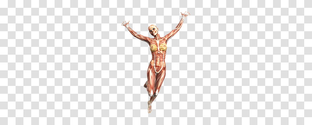 Anatomy Arm, Person, Human, Torso Transparent Png