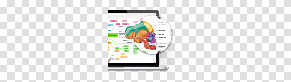 Anatomy And Physiology Clipart, Computer, Electronics, Tablet Computer Transparent Png