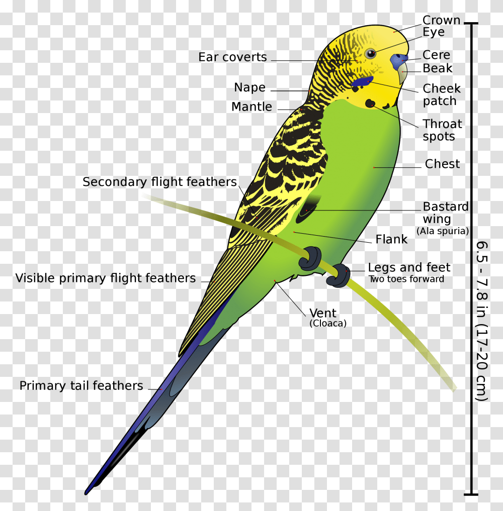 Anatomy And Physiology Of Aves Vertebrate Zoology Draw Sri Lankan Love Birds, Parakeet, Parrot, Animal, Bow Transparent Png