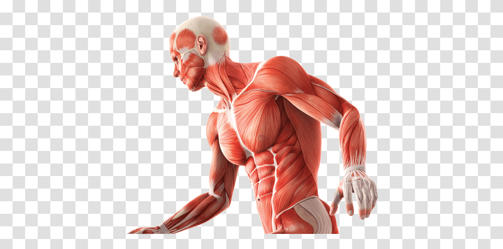 Anatomy And Physiology, Person, Human, Neck, Torso Transparent Png