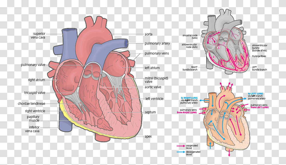 Anatomy And Physiology Scientificmedical Illustrations Illustration, Plot, Diagram, Outdoors Transparent Png