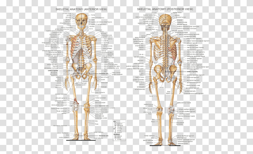 Anatomy Axial Skeleton Labeled Detailed Skeletal System, Torso Transparent Png