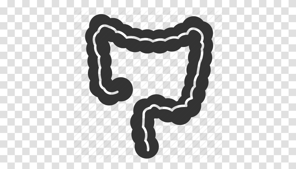Anatomy Biology Body Colon Entrail Large Intestine Organ Icon, Drawing, Blow Dryer Transparent Png