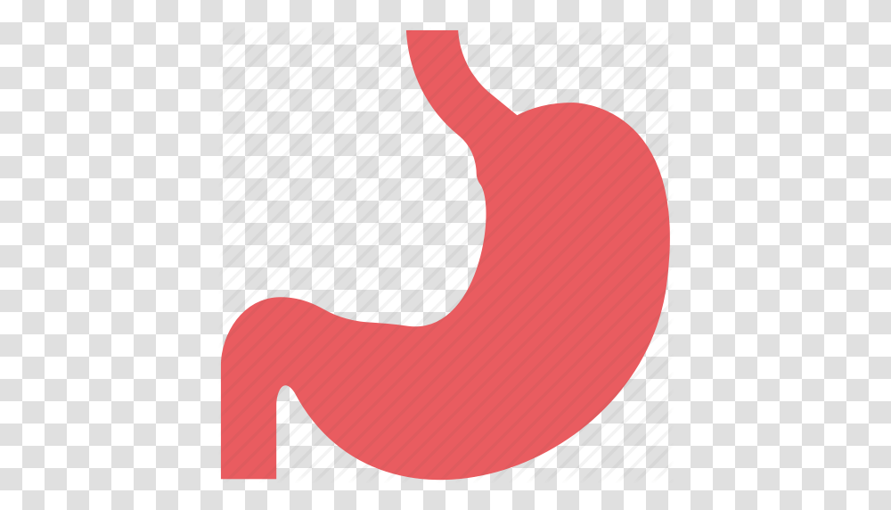 Anatomy Body Organ Body Part Digestive System Human Stomach Transparent Png