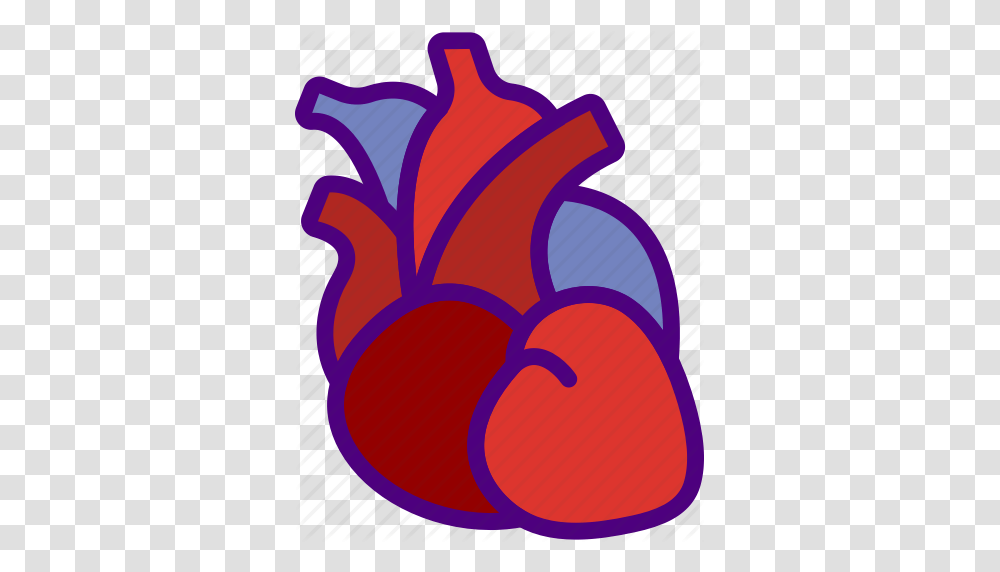 Anatomy Doctor Heart Hospital Medical Icon Transparent Png