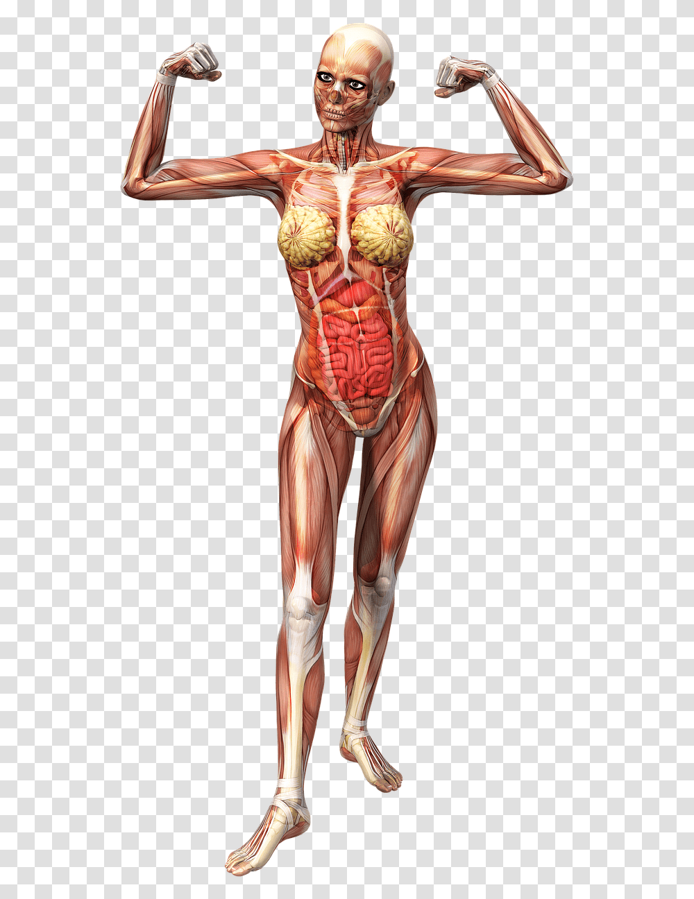 Anatomy Female Muscles Free Picture, Person, Human, Torso, Costume Transparent Png