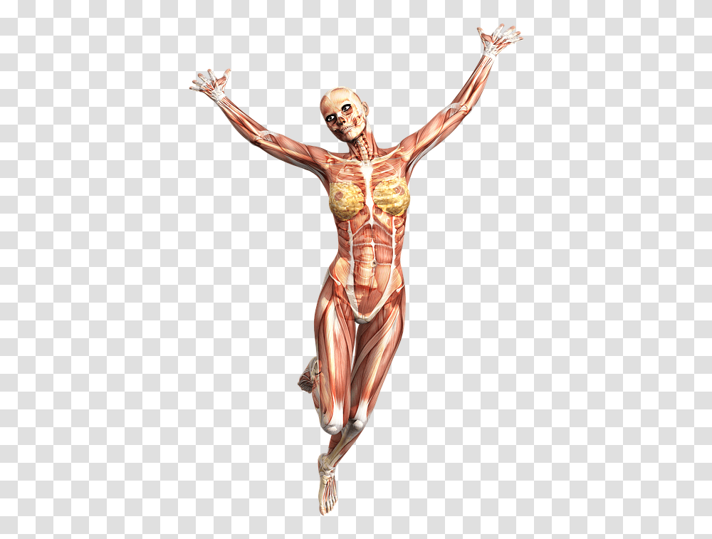 Anatomy Female Muscles Skeleton Tissue Tecido Muscular Imagem Hd, Torso, Person, Human, Skin Transparent Png