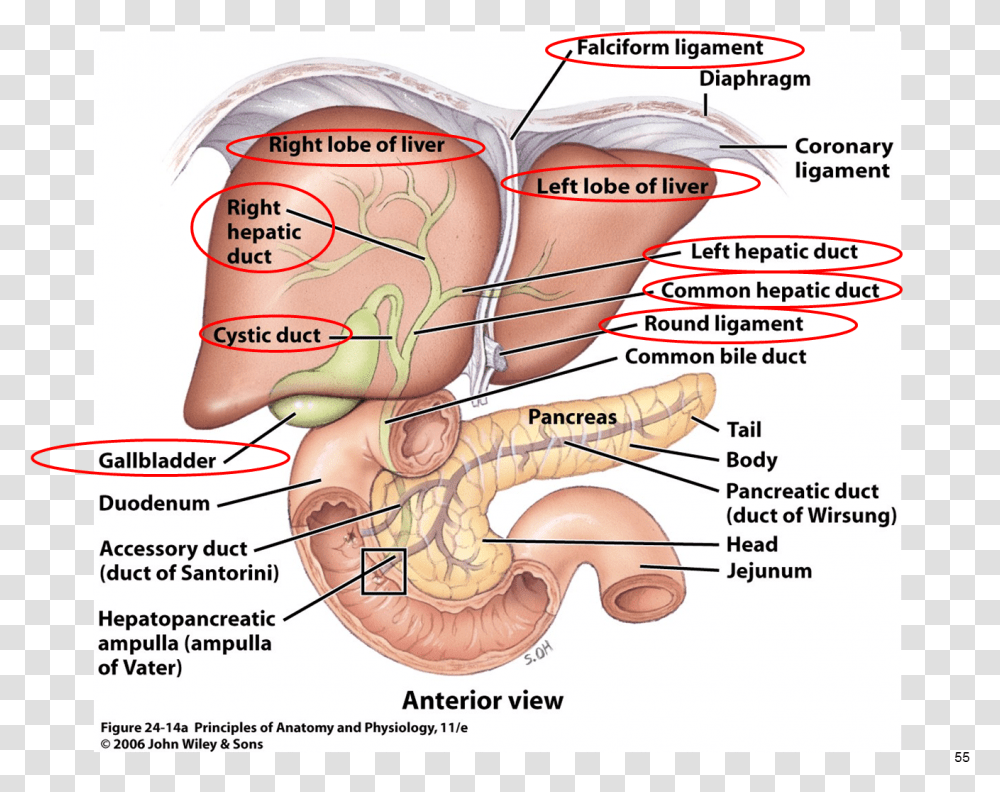 Anatomy Gallbladder Pancreas Google Flow Of Digestive Juices From The Accessory Glands, Neck, Diagram, Person, Human Transparent Png