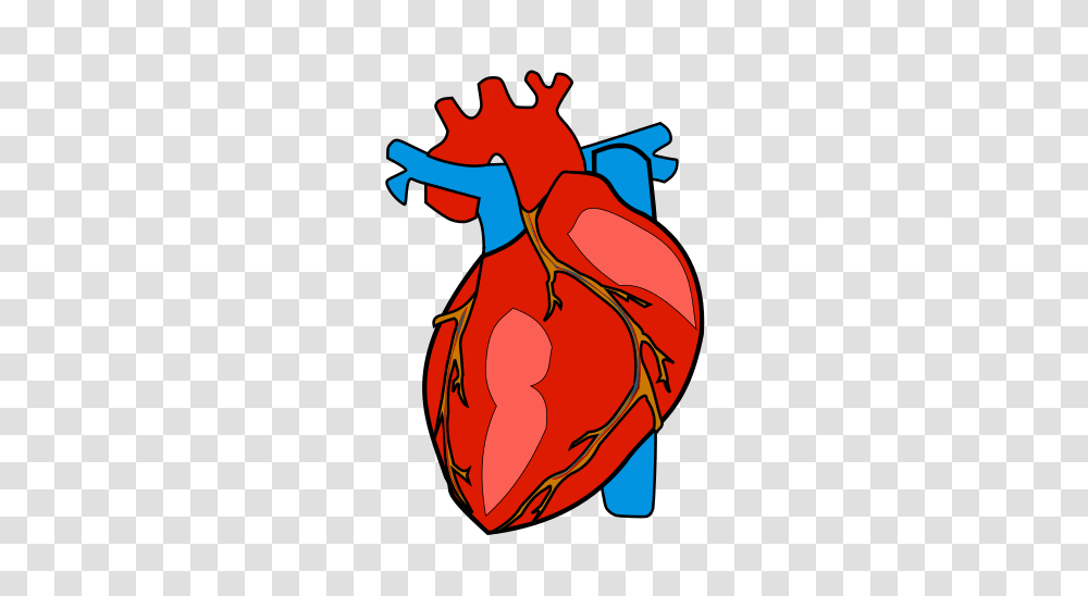 Anatomy Heart Clipart, Animal, Modern Art Transparent Png