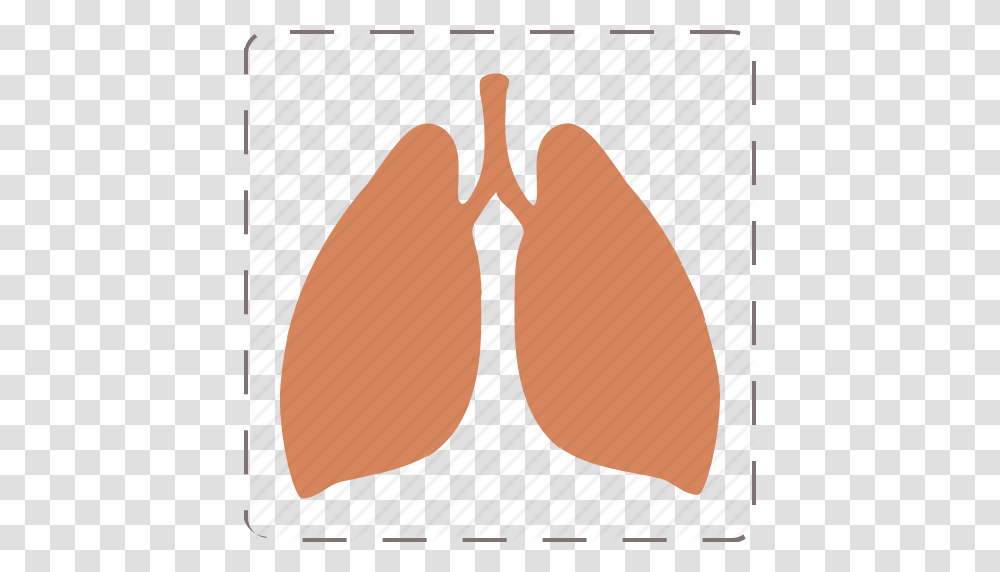 Anatomy Lungs Organ Pulmonology Icon, Plant, Food, Sweet Potato, Produce Transparent Png