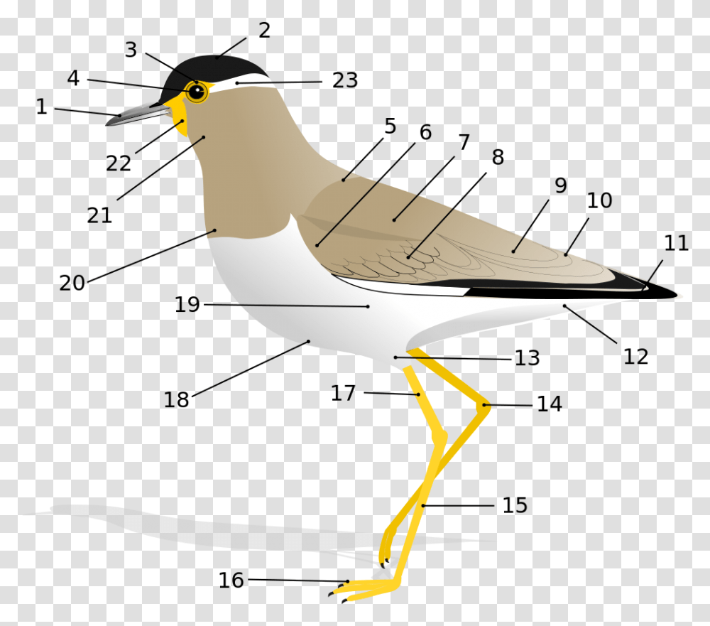 Anatomy Of A Bird, Beak, Animal, Jay, Finch Transparent Png