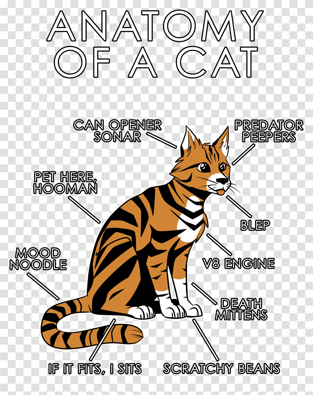 Anatomy Of A Cat, Flyer, Poster, Paper, Advertisement Transparent Png