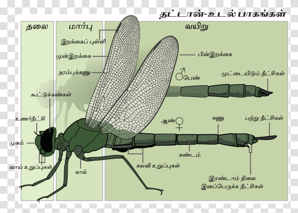 Anatomy Of A Damselfly, Insect, Invertebrate, Animal, Dragonfly Transparent Png