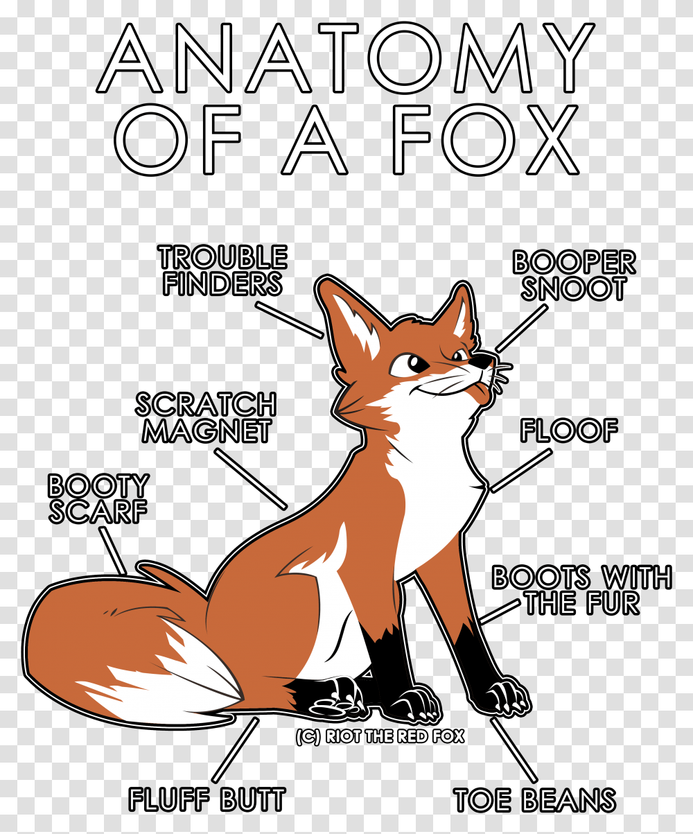 Anatomy Of A Fox Shirt, Poster, Advertisement, Flyer, Paper Transparent Png