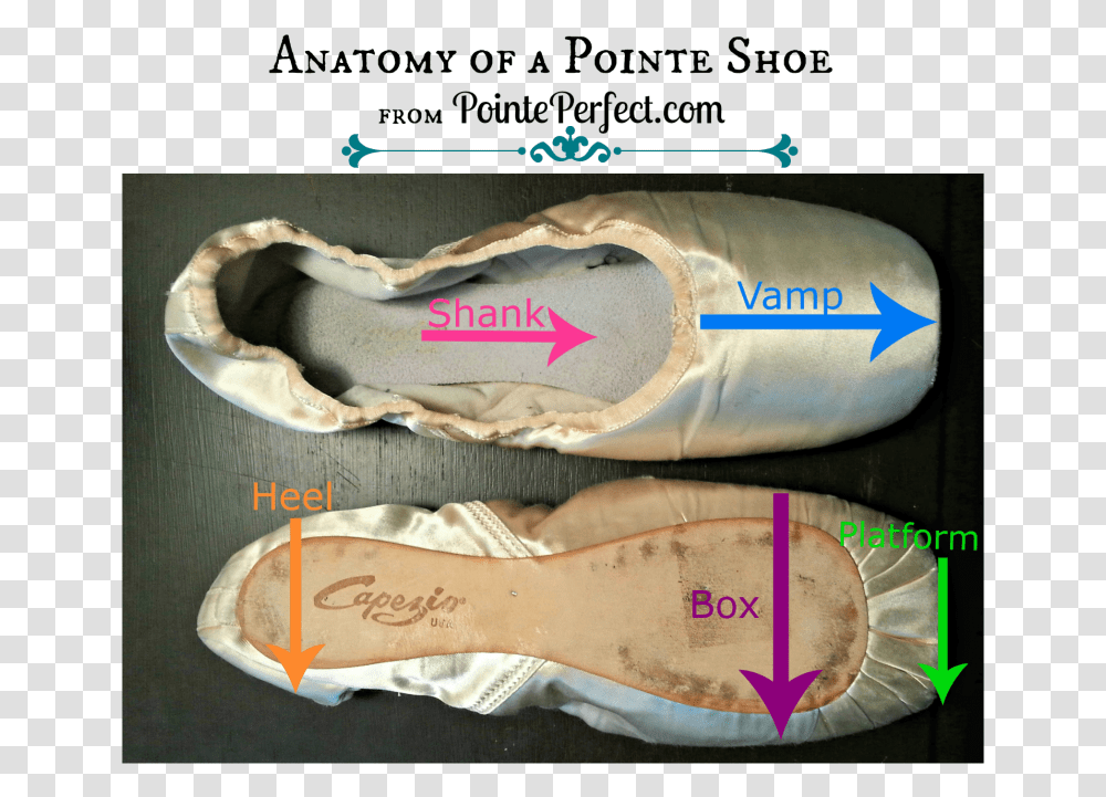 Anatomy Of A Pointe Shoe Bloch Size Chart Pointe Shoe Width, Apparel, Footwear, Flip-Flop Transparent Png