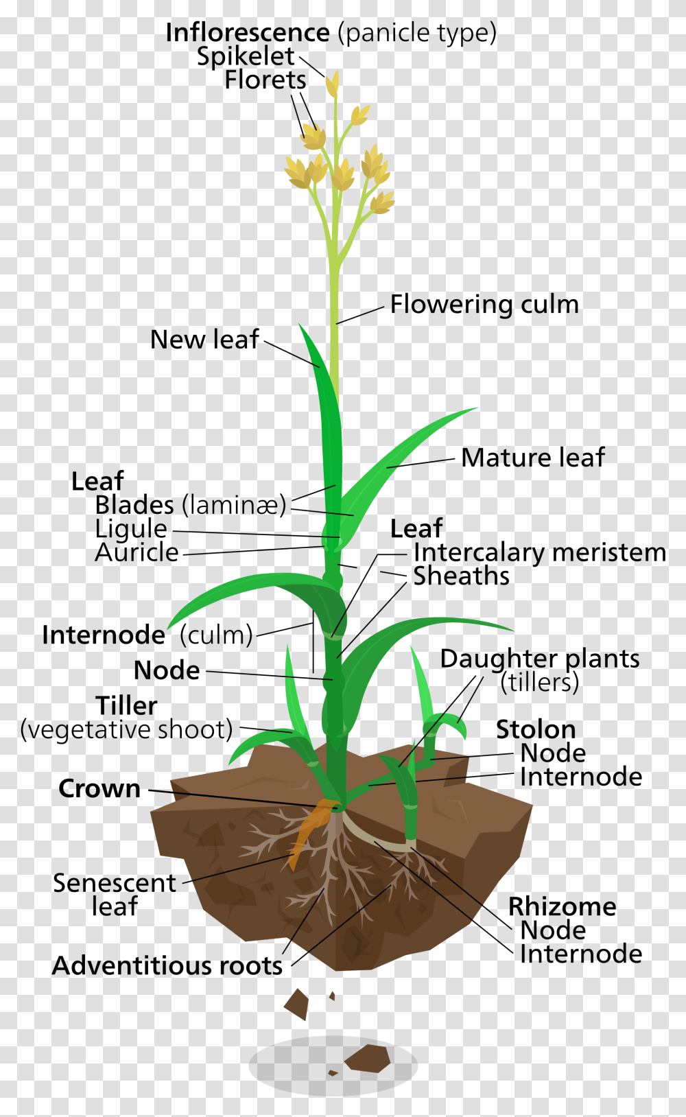 Anatomy Of A Rice Plant, Sesame, Seasoning, Food, Flower Transparent Png