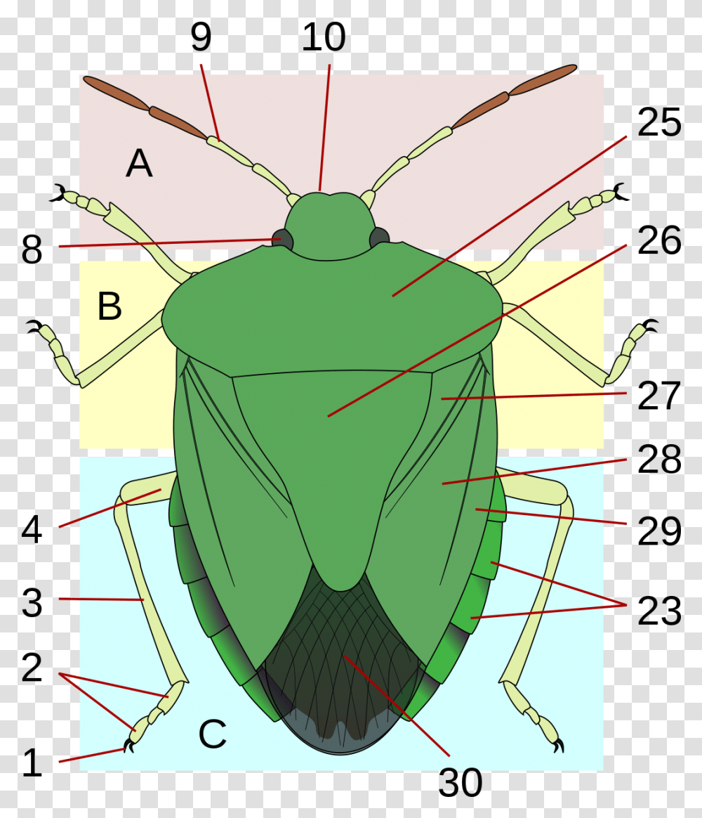 Anatomy Of A Shield, Insect, Invertebrate, Animal, Plot Transparent Png ...