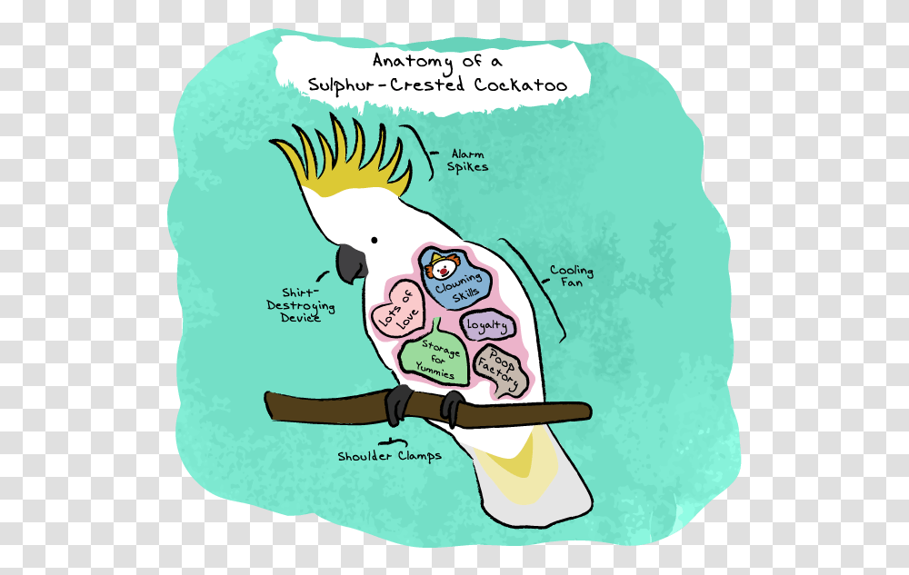 Anatomy Of A Sulphur Crested Cockatoo, Parrot, Bird, Animal Transparent Png