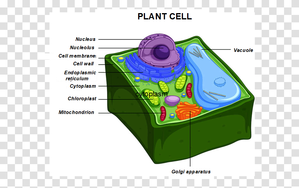 Anatomy Of Plant Cell, Electronics, Diagram, Plot, Camera Transparent Png