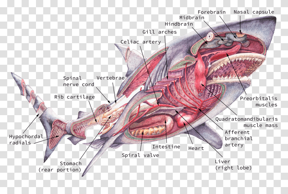 Anatomy Of Sharks Download Shark Internal Anatomy, Fish, Animal, Sea Life, Person Transparent Png