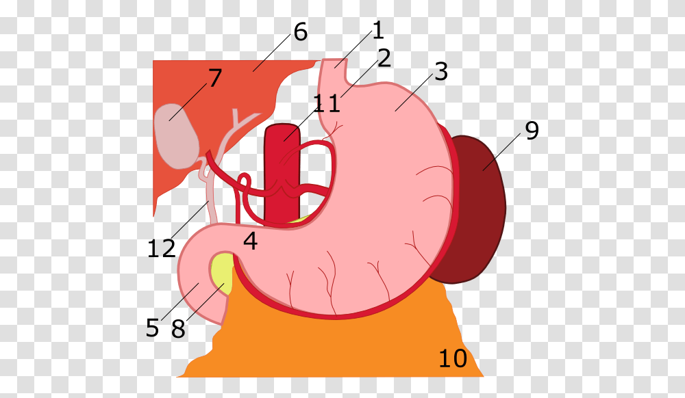 Anatomy Of Stomach Numbered, Diagram Transparent Png