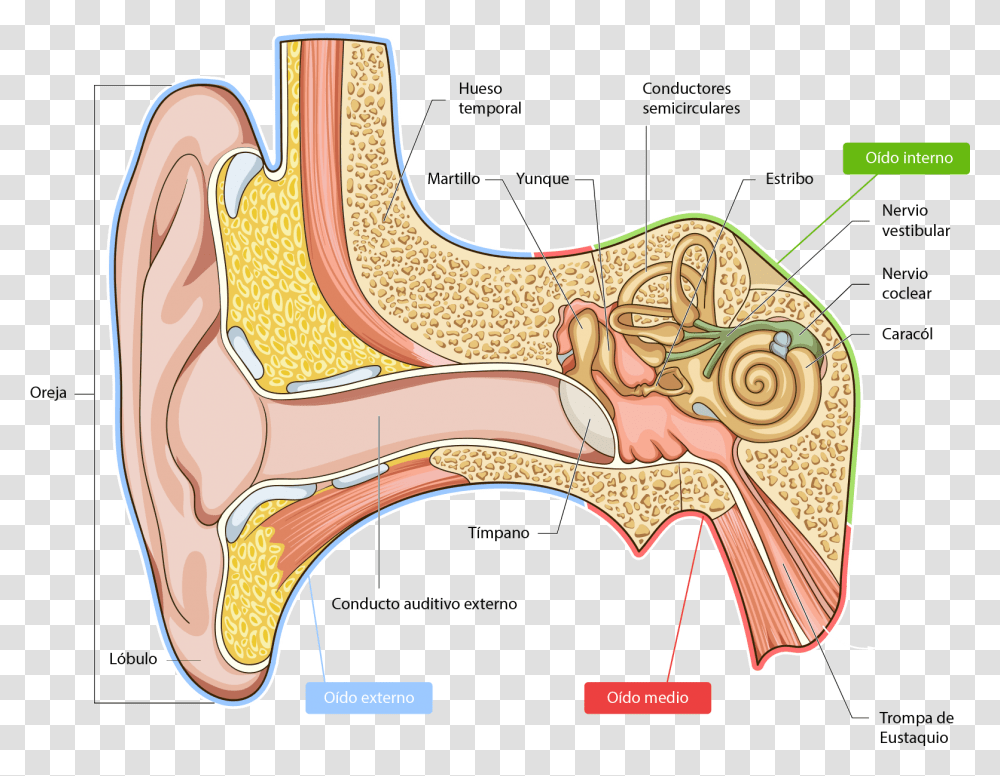 Anatomy Of The Ear Pinna, Saddle Transparent Png