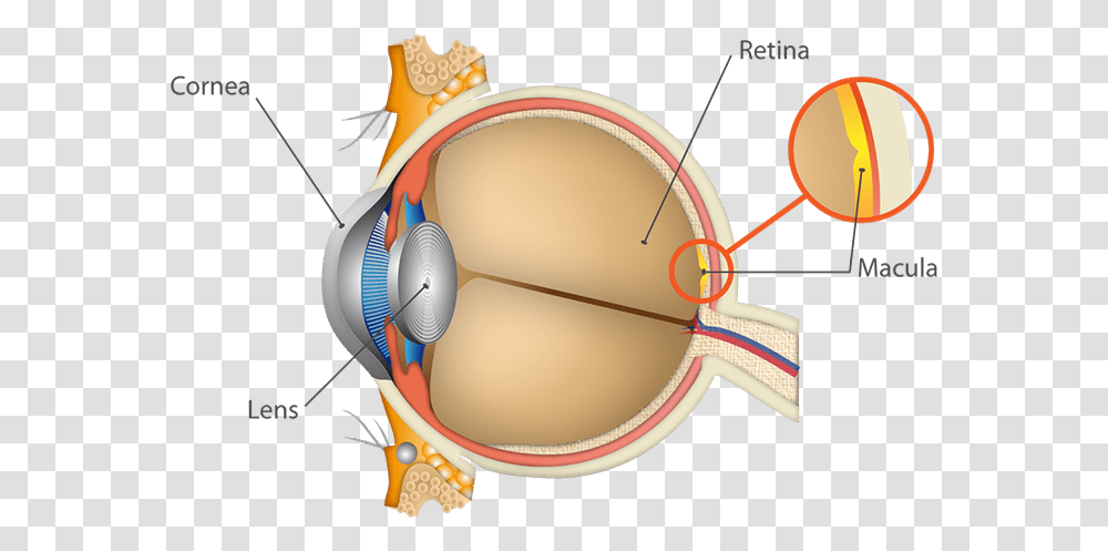 Anatomy Of The Eyes Detail, Headphones, Electronics, Headset, Plot Transparent Png